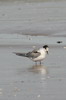 Common Tern (Sterna hirundo) - France