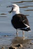 Great Black-backed Gull (Larus marinus) - France