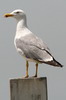 Yellow-legged Gull (Larus michahellis) - France