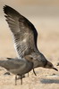 Grey Gull (Larus modestus) - Peru