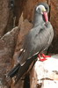 Inca Tern (Larosterna inca) - Peru