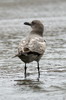 Grey Gull (Larus modestus) - Peru