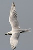 Common Gull-billed Tern (Gelochelidon nilotica) - Ethiopia