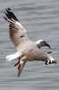 Grey-headed Gull (Chroicocephalus cirrocephalus) - Ethiopia