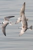 White-winged Tern (Chlidonias leucopterus) - Ethiopia