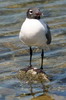 Laughing Gull (Leucophaeus atricilla) - Mexico