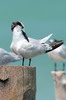 Sandwich Tern (Thalasseus sandvicensis) - Mexico