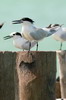 Sandwich Tern (Thalasseus sandvicensis) - Mexico