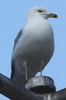 Ring-billed Gull (Larus delawarensis) - Canada