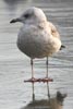 Mew Gull (Larus canus) - France