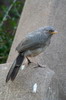 Jungle Babbler (Turdoides striata) - India