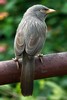 Jungle Babbler (Turdoides striata) - India