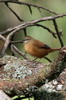 Cinnamon Bracken-warbler (Bradypterus cinnamomeus) - Ethiopia