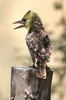 Yellow-breasted Barbet (Trachyphonus margaritatus) - Ethiopia