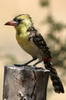 Yellow-breasted Barbet (Trachyphonus margaritatus) - Ethiopia