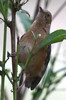 Red-faced Crombec (Sylvietta whytii) - Kenya