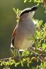 Black-crowned Tchagra (Tchagra senegalus) - Morocco