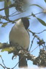 Northern Puffback (Dryoscopus gambensis) - Ethiopia