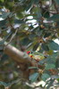 Coppersmith Barbet (Psilopogon haemacephalus) - India