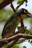 Coppersmith Barbet (Psilopogon haemacephalus) - Malaysia