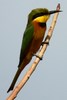 Little Bee-eater (Merops pusillus) - Senegal