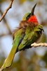Red-throated Bee-eater (Merops bulocki) - Senegal