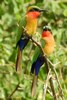 Red-throated Bee-eater (Merops bulocki) - Senegal