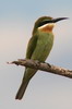 Olive Bee-eater (Merops superciliosus) - Ethiopia