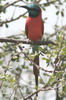 Northern Carmine Bee-eater (Merops nubicus) - Ethiopia