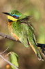 Little Bee-eater (Merops pusillus) - Ethiopia