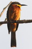 Cinnamon-chested Bee-eater (Merops oreobates) - Kenya