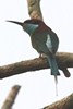 Blue-throated Bee-eater (Merops viridis) - Malaysia