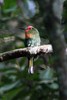 Red-bearded Bee-eater (Nyctyornis amictus) - Malaysia