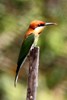 Chestnut-headed Bee-eater (Merops leschenaulti) - Malaysia