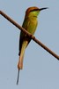 Asian Green Bee-eater (Merops orientalis) - India