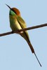 Asian Green Bee-eater (Merops orientalis) - India