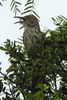 Long-billed Thrasher (Toxostoma longirostre) - United States