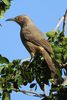 Curve-billed Thrasher (Toxostoma curvirostre) - Mexico