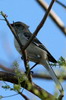 Northern Mockingbird (Mimus polyglottos) - Cuba