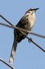 Long-tailed Mockingbird (Mimus longicaudatus) - Peru