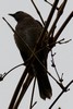 Scaly-breasted Thrasher (Allenia fusca) - Guadeloupe