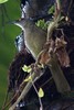 Brown Trembler (Cinclocerthia ruficauda) - Guadeloupe