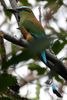 Turquoise-browed Motmot (Eumomota superciliosa) - Costa-Rica
