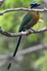 Blue-diademed Motmot (Momotus lessonii) - Costa-Rica