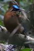 Blue-diademed Motmot (Momotus lessonii) - Mexico