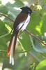 African Paradise-flycatcher (Terpsiphone viridis) - Ethiopia