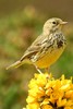 Meadow Pipit (Anthus pratensis) - Ireland