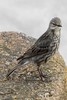 Rock Pipit (Anthus petrosus) - Ireland