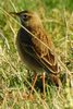 Richard's Pipit (Anthus richardi) - France