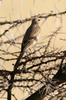 Tawny Pipit (Anthus campestris) - Ethiopia